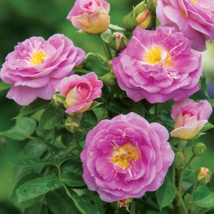 ArcticBlue_Floribunda2020-