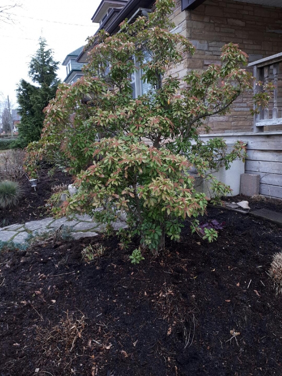 Pieris japonica ‘Mountain Fire’ J.C. Bakker & Sons Ltd.